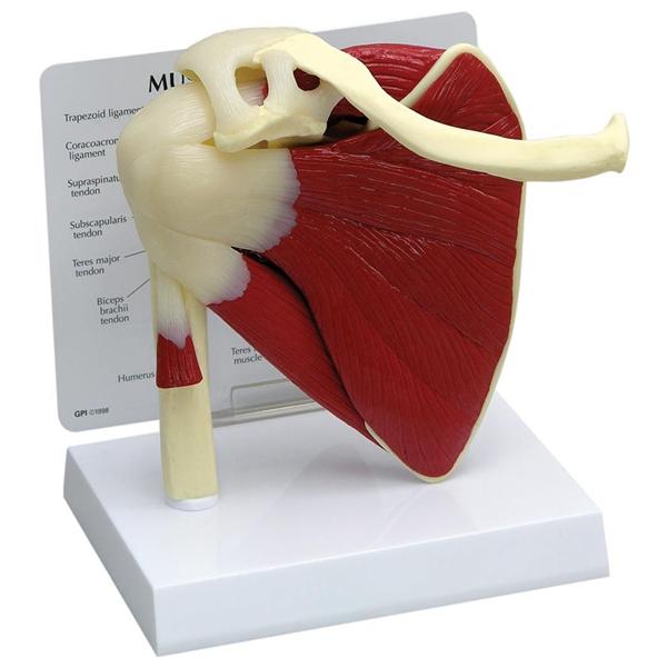 Alimed Muscled Shoulder Model Anatomical Gpi Anatomicals Each - 70812