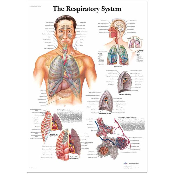 American 3B Chart Anatomical Respiratory System 20X26" Each - SB41517U