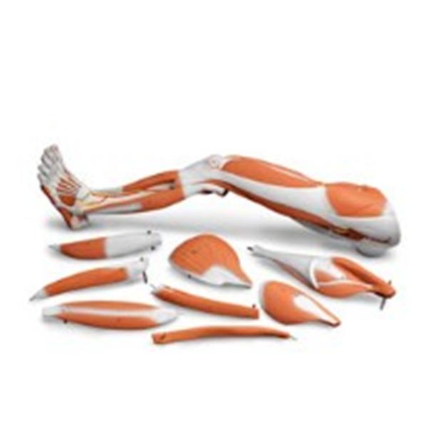American 3B Scientific Dissectable Muscled Leg Model Anatomical Ea - SB41513U