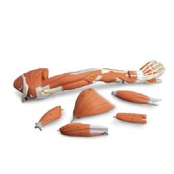 American 3B Scientific Dissectable Muscled Arm Model Anatomical Ea - SB41512U