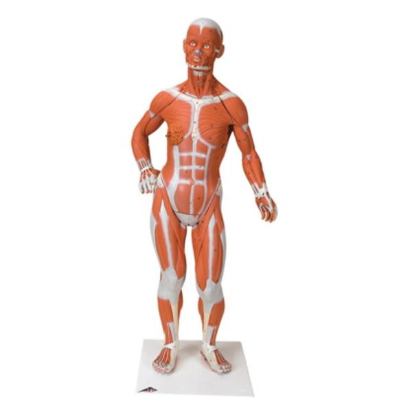 American 3B Muscular Figure Model Anatomical 1/4 Life-Size Ea - 1059905