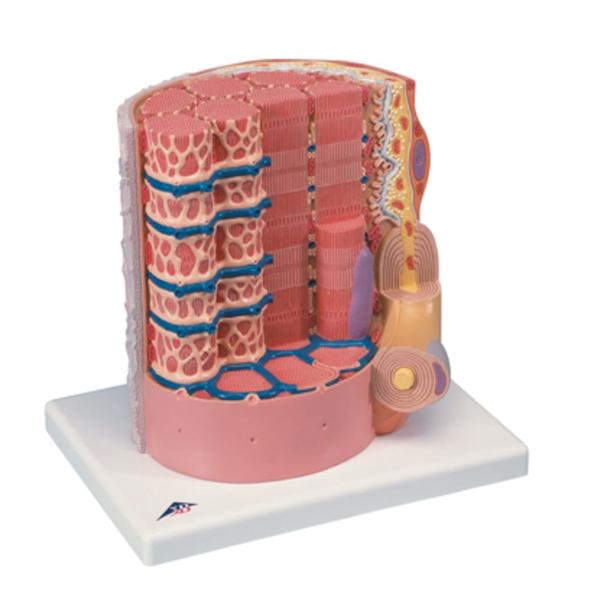 American 3B Microanatomy Muscle Fiber Model Anatomical 10,000X Magnified Ea - 971516