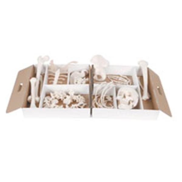 American 3B Skeleton Disarticulated Half Ea - Z13007