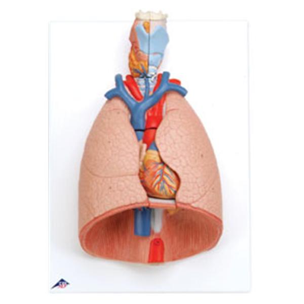 American 3B Lung & Larynx Model Anatomical Ea - Z13173