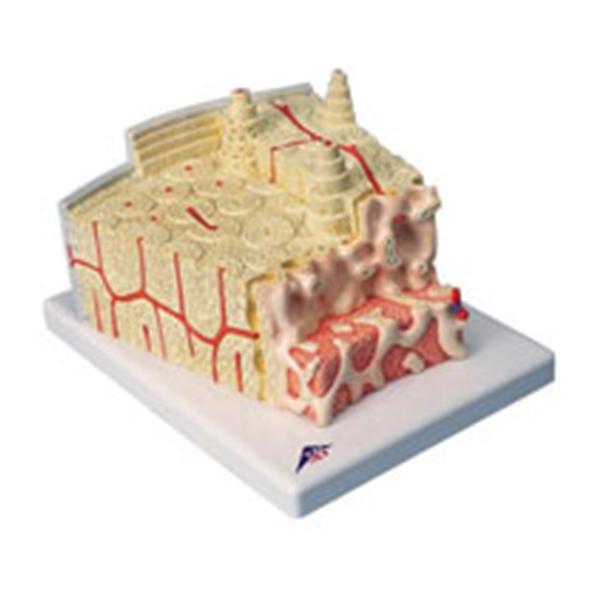 American 3B Bone Structure Model Anatomical Ea - Z13928