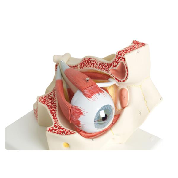 American 3B Eye Model Anatomical 3 Times Full Size/ 7-Part Ea - 973343