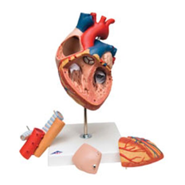 American 3B Heart/ Espohagus Trachea Model Anatomical 5 Times Life Size/ 5-Part Ea - Z13118