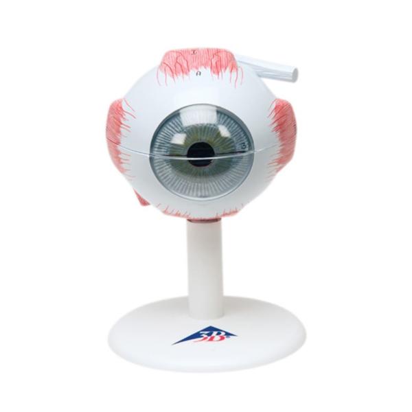 American 3B Eye Model Anatomical 3 Times Full Size/ 6-Part Ea - 972977