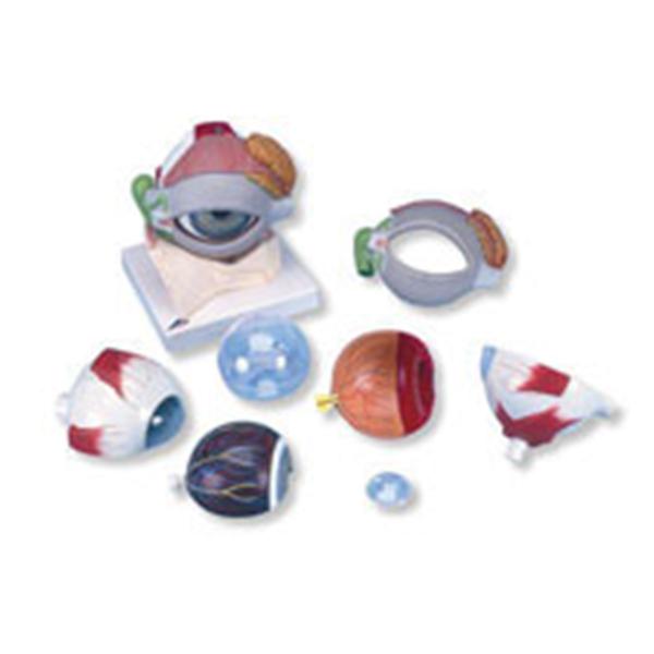 American 3B Eye Model Anatomical 5 Times Full Size/ 8-Part Ea - Z13044