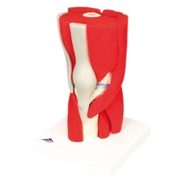 American 3B Knee Joint Model Anatomical 12-Part Ea - 959828