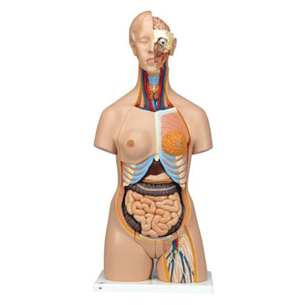 American 3B Dual Sex Torso Model Anatomical Deluxe 24-Part Ea - Z13385