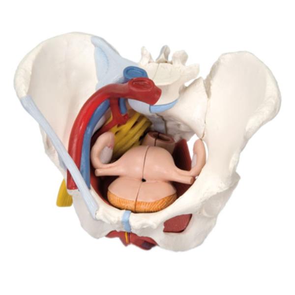 American 3B Pelvis Model Anatomical Female 6-Part Ea - 977360
