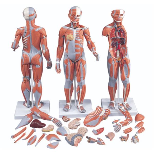 American 3B Dual Sex Muscle Model Anatomical Complete 33-Part Ea - 1061366