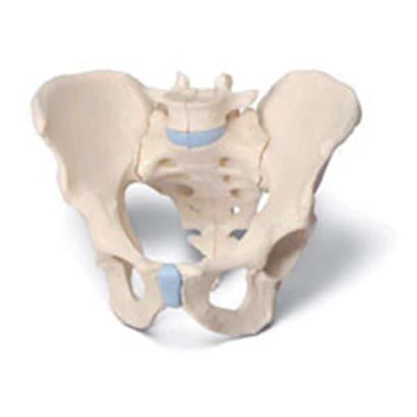 American 3B Pelvis Model Anatomical Male 3-Part Ea - Z03059