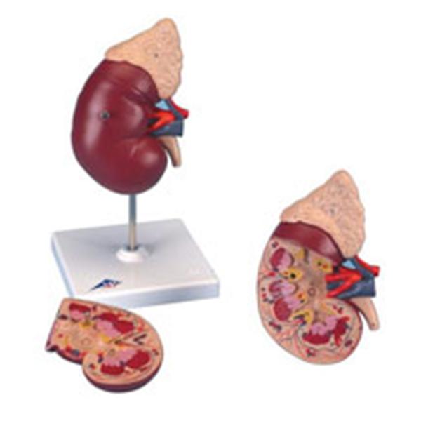 American 3B Kidney/Adrenal Gland Model Anatomical Ea - Z01011