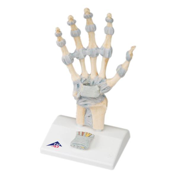 American 3B Hand Skeleton Model Anatomical Ea - 957637