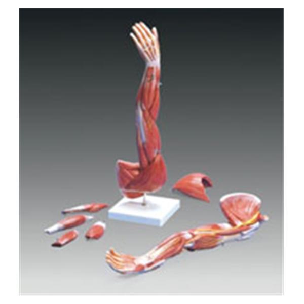 3B Scientific GMBH Arm Muscle Model Dissectible Left Adult Ea - M10