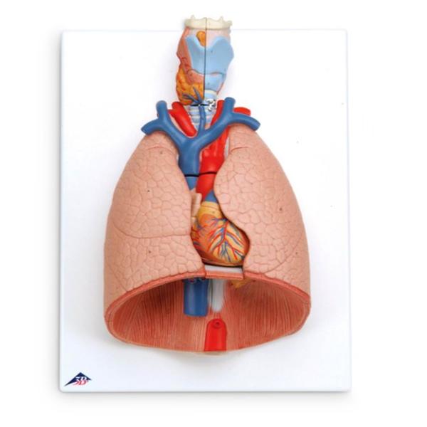 Nasco Company Lung Model Anatomical Deluxe Each - SB41144U