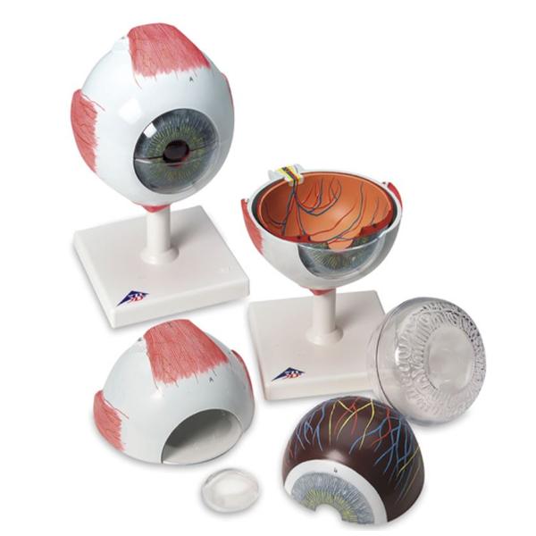 Nasco Company Eye Model Anatomical Giant Ea - SB27614M