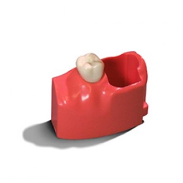 Acadental Teeth Model 12-15 Mel Acadental Left Ea - RT-AE13-15-M2
