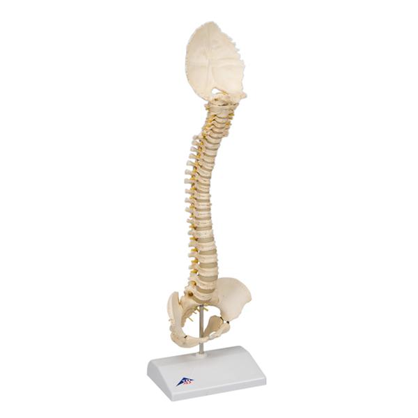 Fabrication Enterprises Pediatric Spine (Bonelike) Model Anatomical Ea - 966403