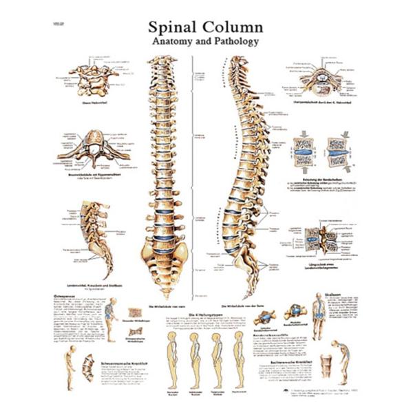 Fabrication Enterprises Chart Anatomical Spinal Column 20X25" Ea - 12-4622L