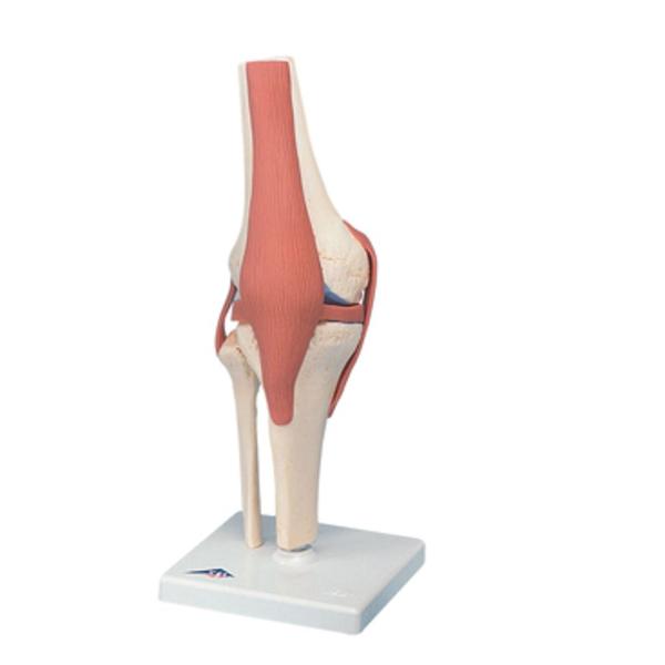 Fabrication Enterprises Functional Knee Joint Model Anatomical Deluxe Ea - 955445
