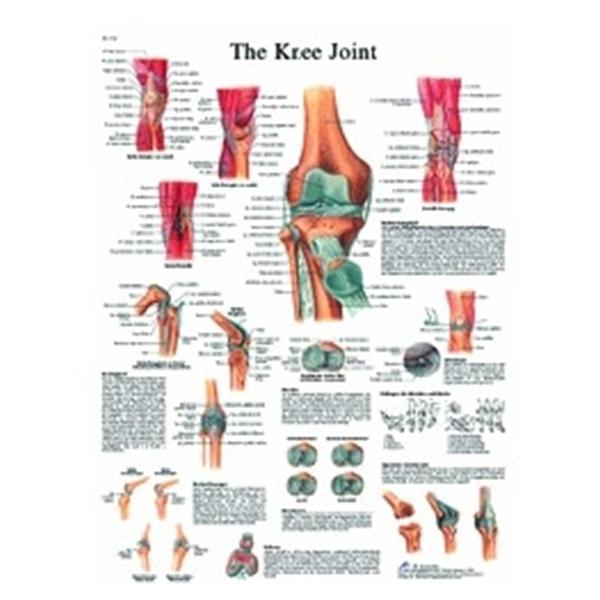 3B Scientific GMBH Chart Knee Joint 20X26" Ea - 12-4611L