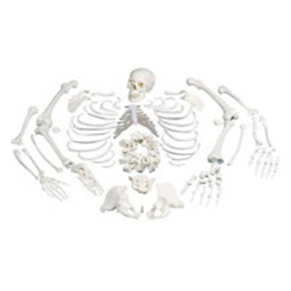 American 3B 3-Part Skull Skeleton Disarticulated Full Ea - Z00584