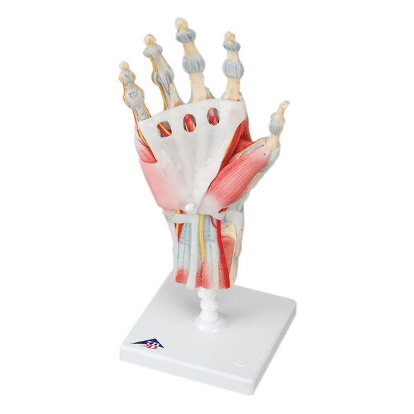 American 3B Hand Skeleton Model Anatomical Ea - 958002
