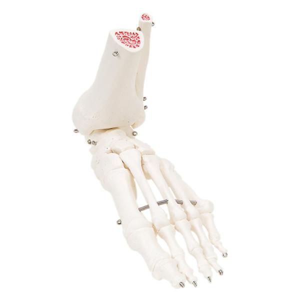 American 3B Foot And Ankle Model Right Ea - 12-4585R