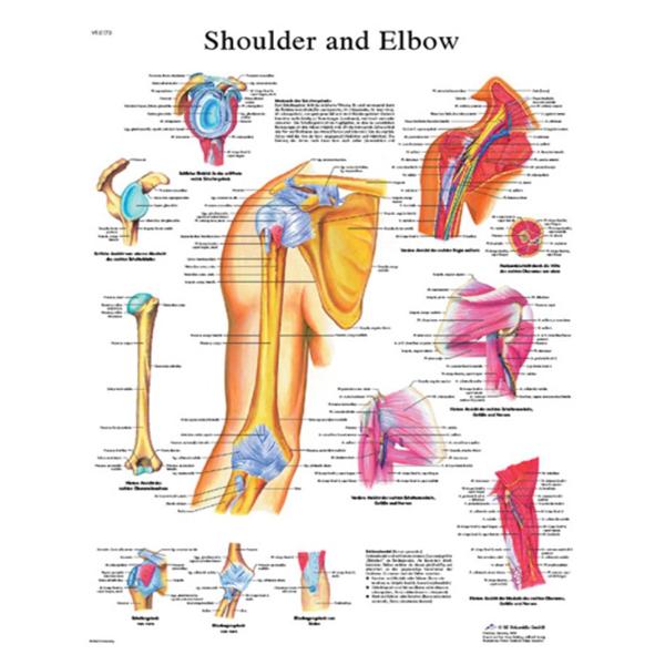 Fabrication Enterprises Chart Shoulder And Elbow 20X25" Ea - 12-4619L