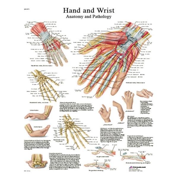 Fabrication Enterprises Chart Hand And Wrist 20X25" Ea - 12-4609L