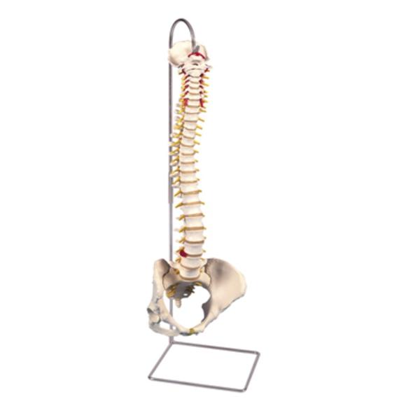 Fabrication Enterprises Spine Model Anatomical Pelvis Female Classic White Ea - 961655