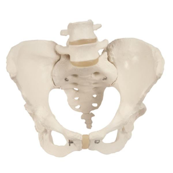 Fabrication Enterprises Pelvis Model Female Ea - 983570