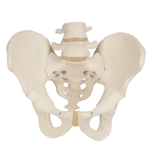 Fabrication Enterprises Pelvis Model Male Ea - 985761