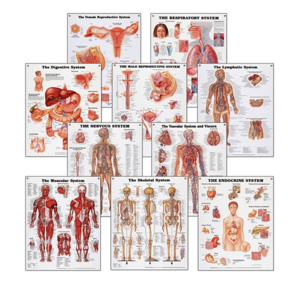 Nasco Company Chart Set Anatomical Systems 20X26" Ea - SB25037U