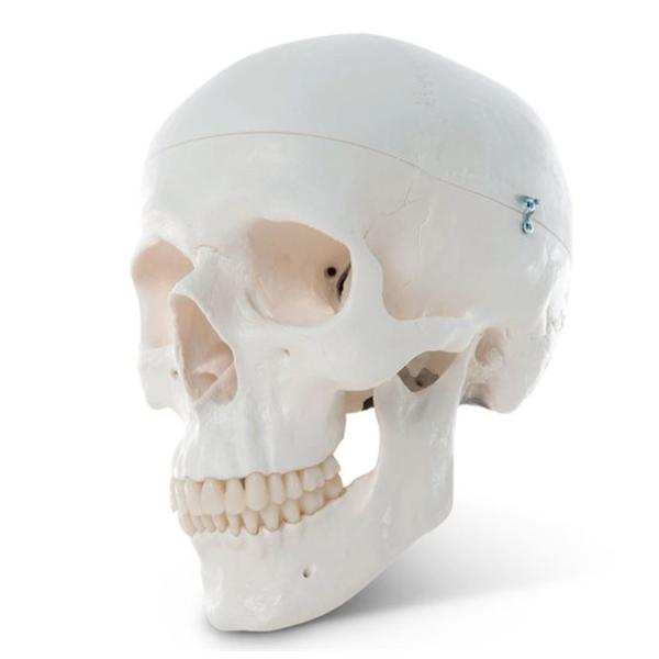 Nasco Company Human Skull Model Educational 3-Part Each - SB33945U
